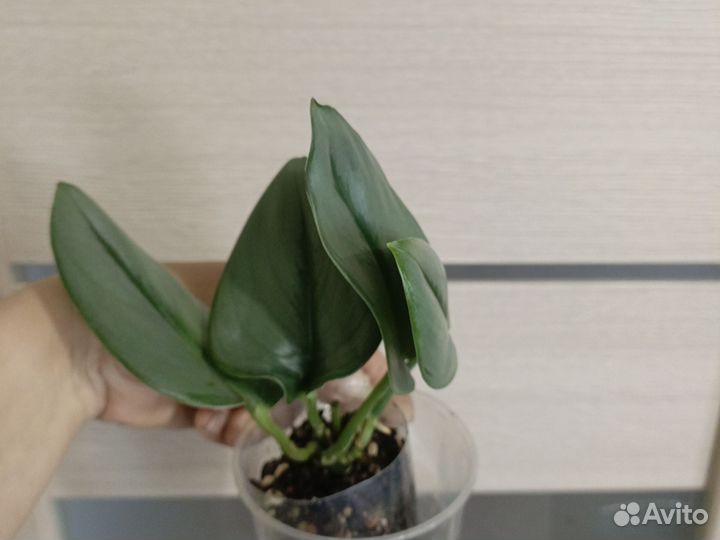 Сциндапсус мунлайт