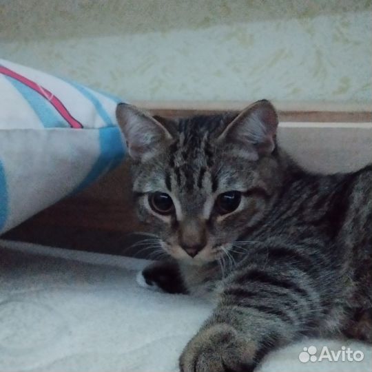Котята манчкин