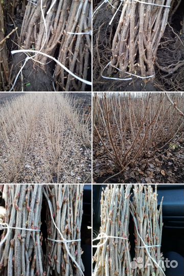 Смородина чёрная и красная