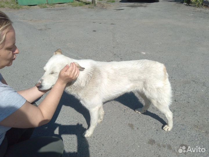 Собака ищет дом