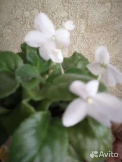 Фиалка белая