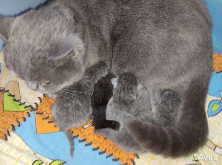 Котята в добрые руки бесплатно