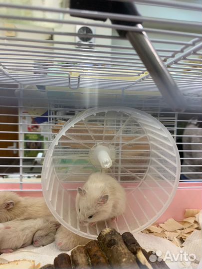 Хомячки сирийские