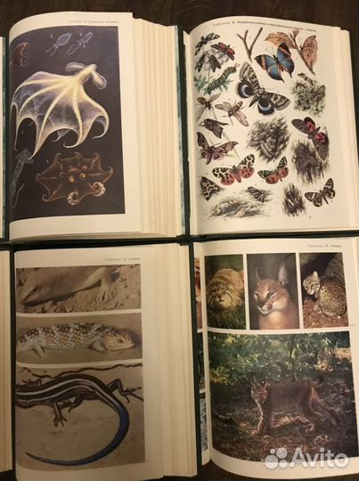 Книга энциклопедия жизнь животных в 6 томах