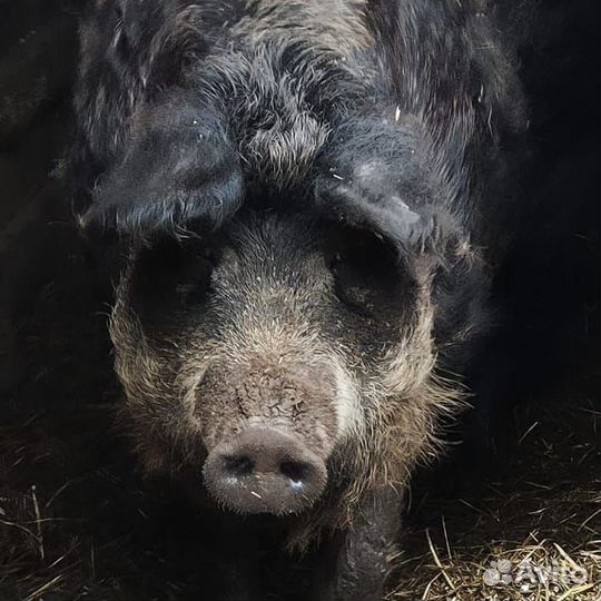 Поросята Венгерской Мангалицы