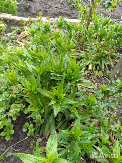 Многолетние цветы