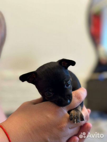 Мини той-терьер