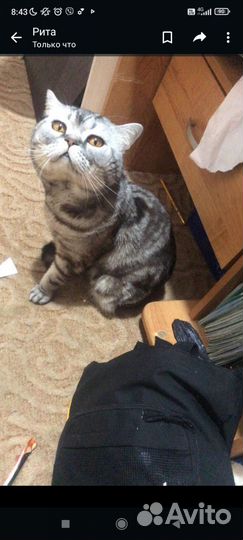 Британский кот
