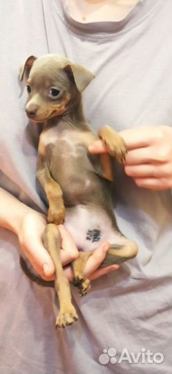 Той-терьер щенки с РКФ