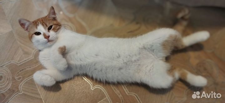 Кот и кошки в добрые руки