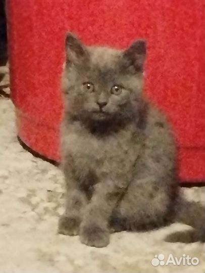 Котята в добрые руки 1 месяц