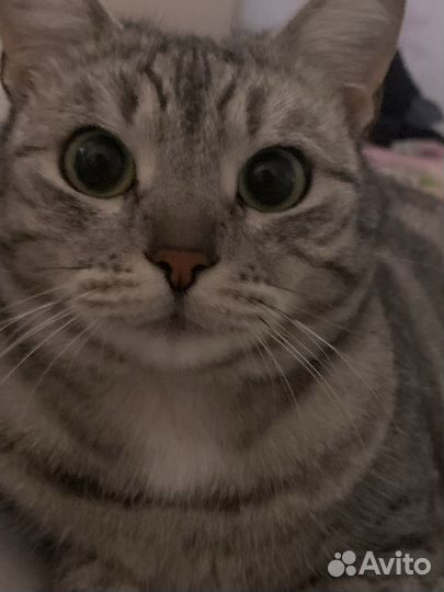 Передержка домашних животных