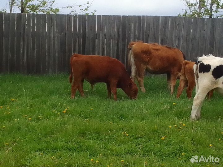 Коровы с телятами