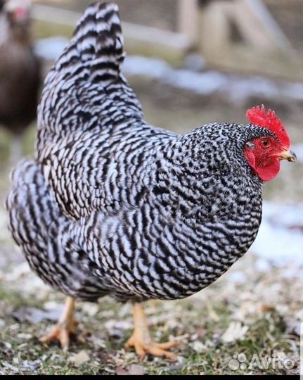 Плимутрок, Австралорп суточные цыплята