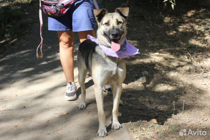 Молодая собака выживает в тяжёлых условиях приюта