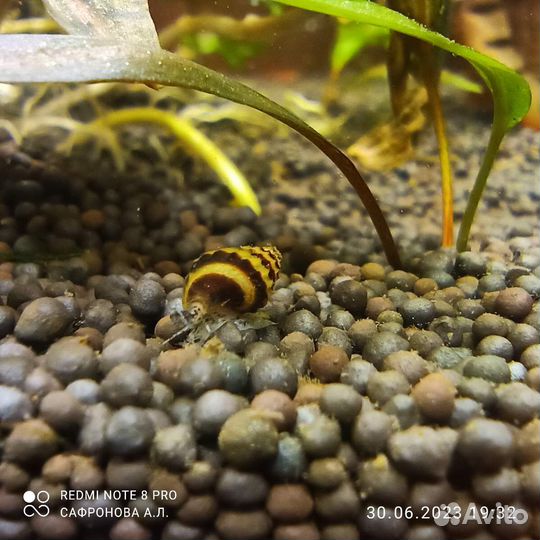 Хелены и петушки