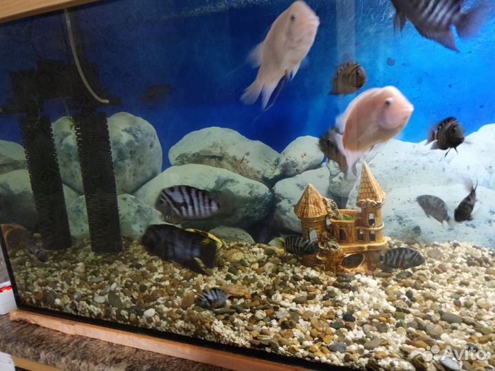 Цихлиды полосатые и желтые