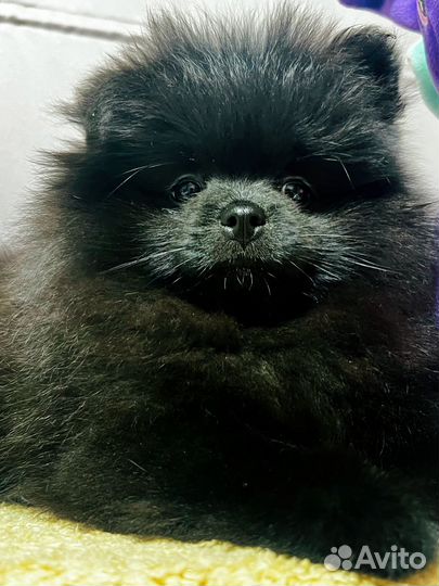 Померанский шпиц девочка