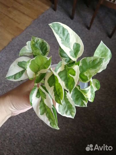 Рафидофора,монстера,Н-джой,неон,педилантус