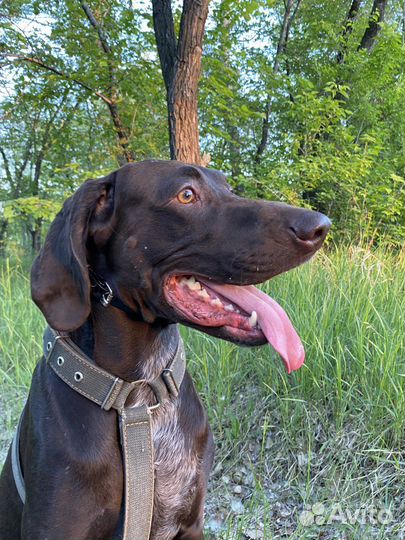 Курцхаар. Вязка