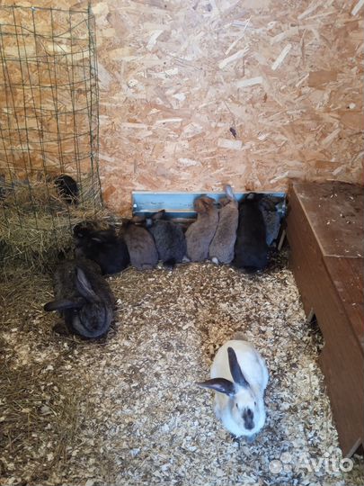 Кролики мясных пород