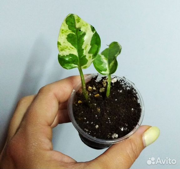 Сциндапсус Энджой