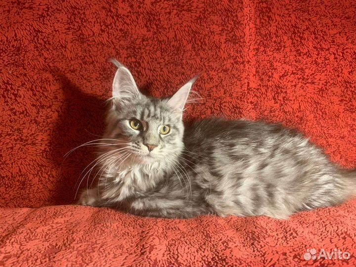 Котята породы Мейн-Кун