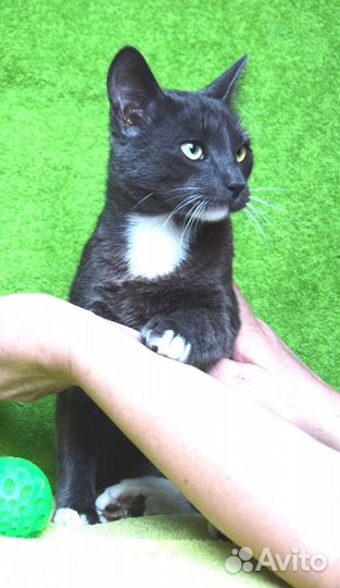 Котик в добрые руки