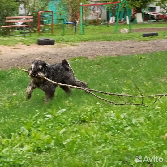 Цвергшнауцер вязка