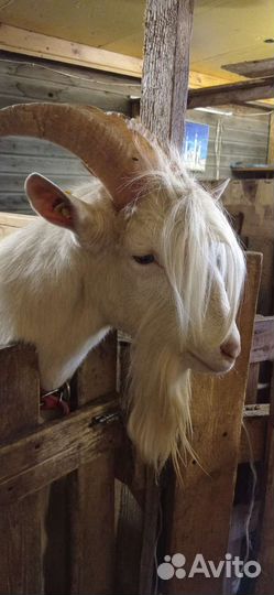 Вязка козёл заааненский