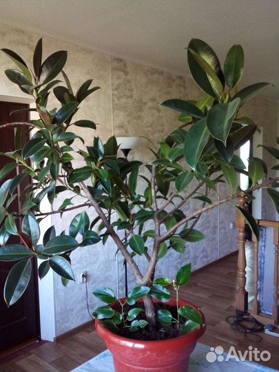 Фикус каучуконосный