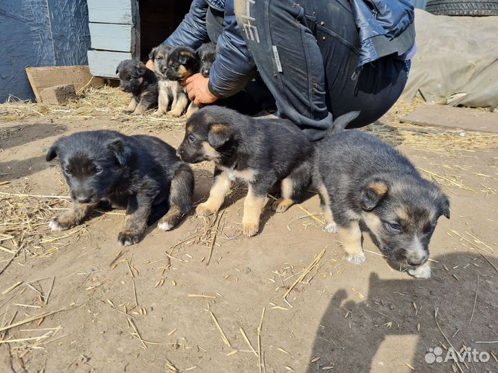 Щенки немецкой овчарки
