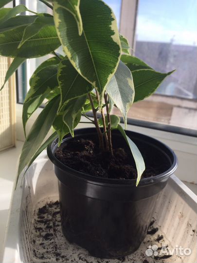 Фикус кинки