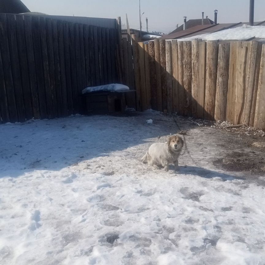 Отдам в добрые руки маленькую собачку