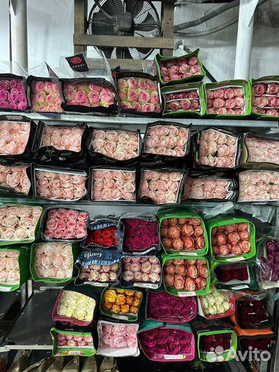 Свежие, шикарные розы со склада