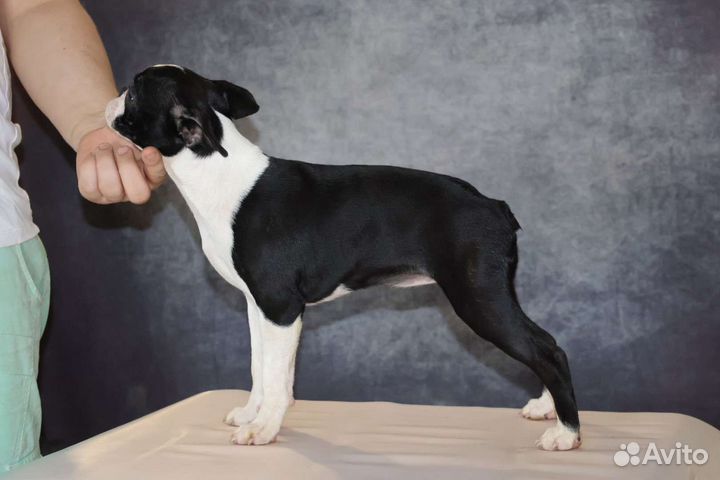 Девочка бостон терьера