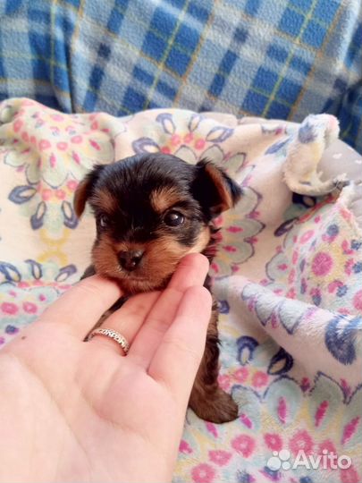 Йоркширский терьер мини