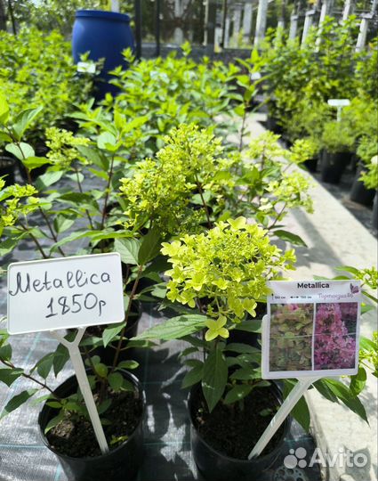 Гортензия метельчатая Metallica