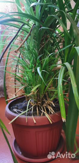 Пальма панданус