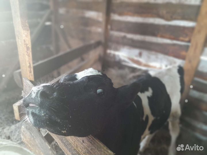 Тёлка и бычок