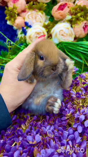 Декоративные кролики релакс