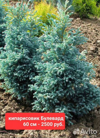 Хвойные в горшках