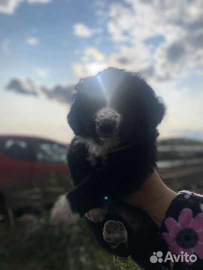 Пристраиваются щенки