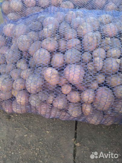 Продам свежий картофель