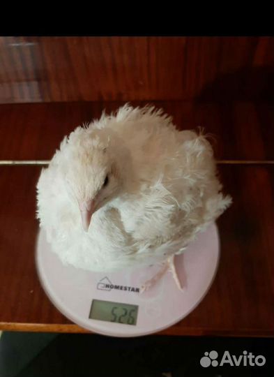 Перепелята