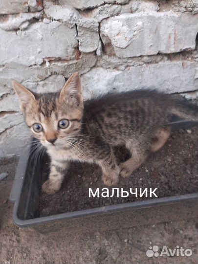 Котята в добрые руки даром