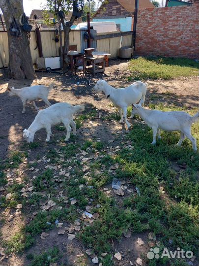 Коза дойная