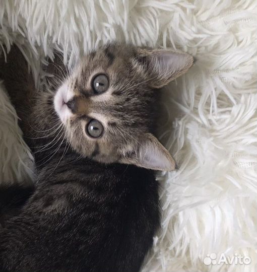 Котята отдам бесплатно