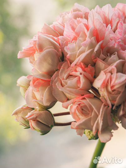 Пеларгония Fischers Appleblossom