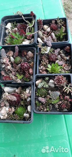 Очитки, Молодило